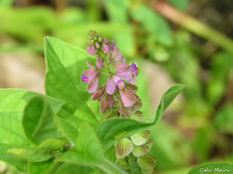 Asemeia martiana photo 7