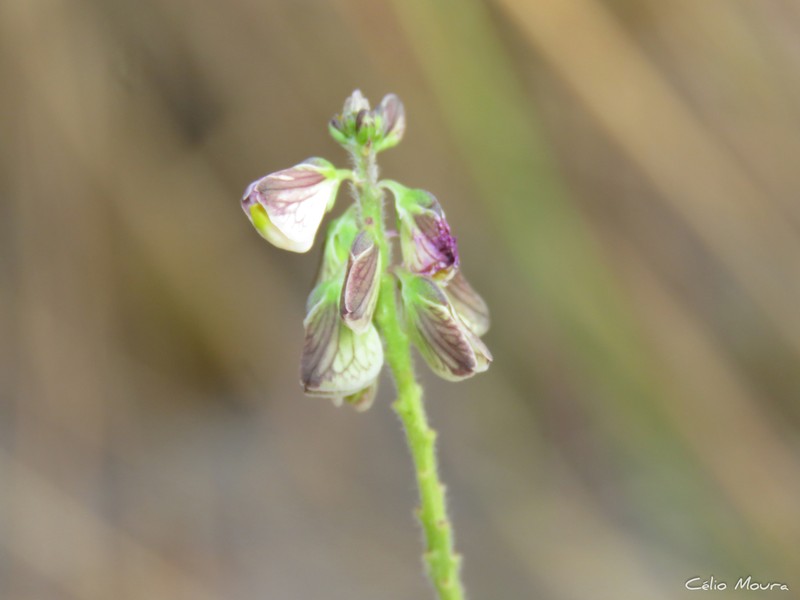 Asemeia martiana photo 8