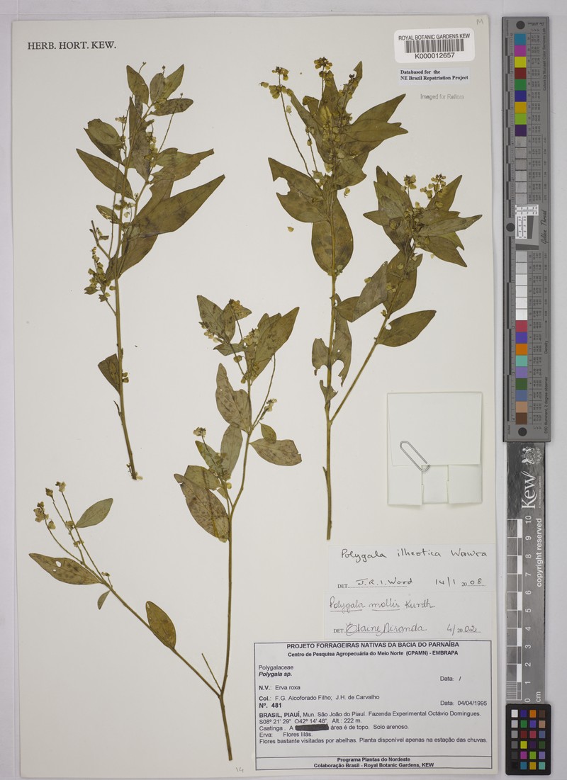 Asemeia mollis photo 2