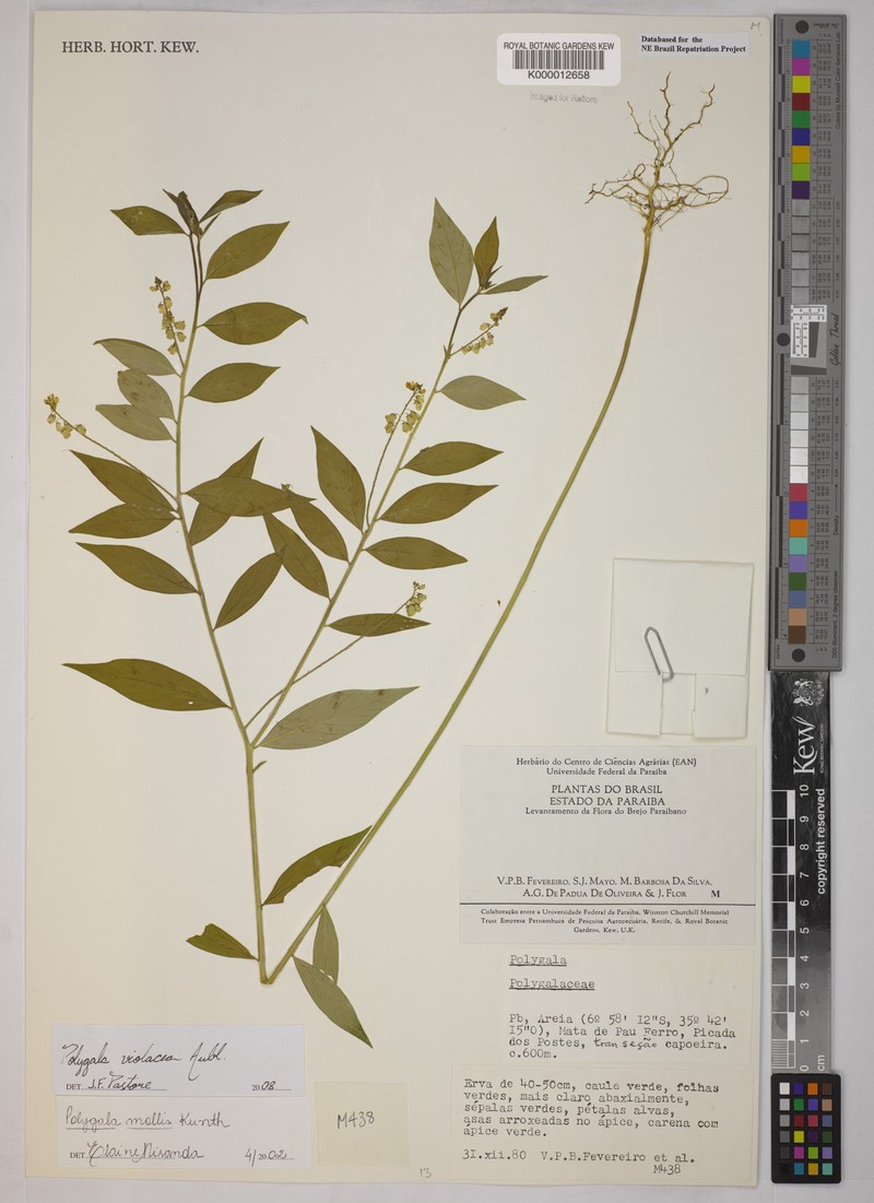 Asemeia mollis photo 3