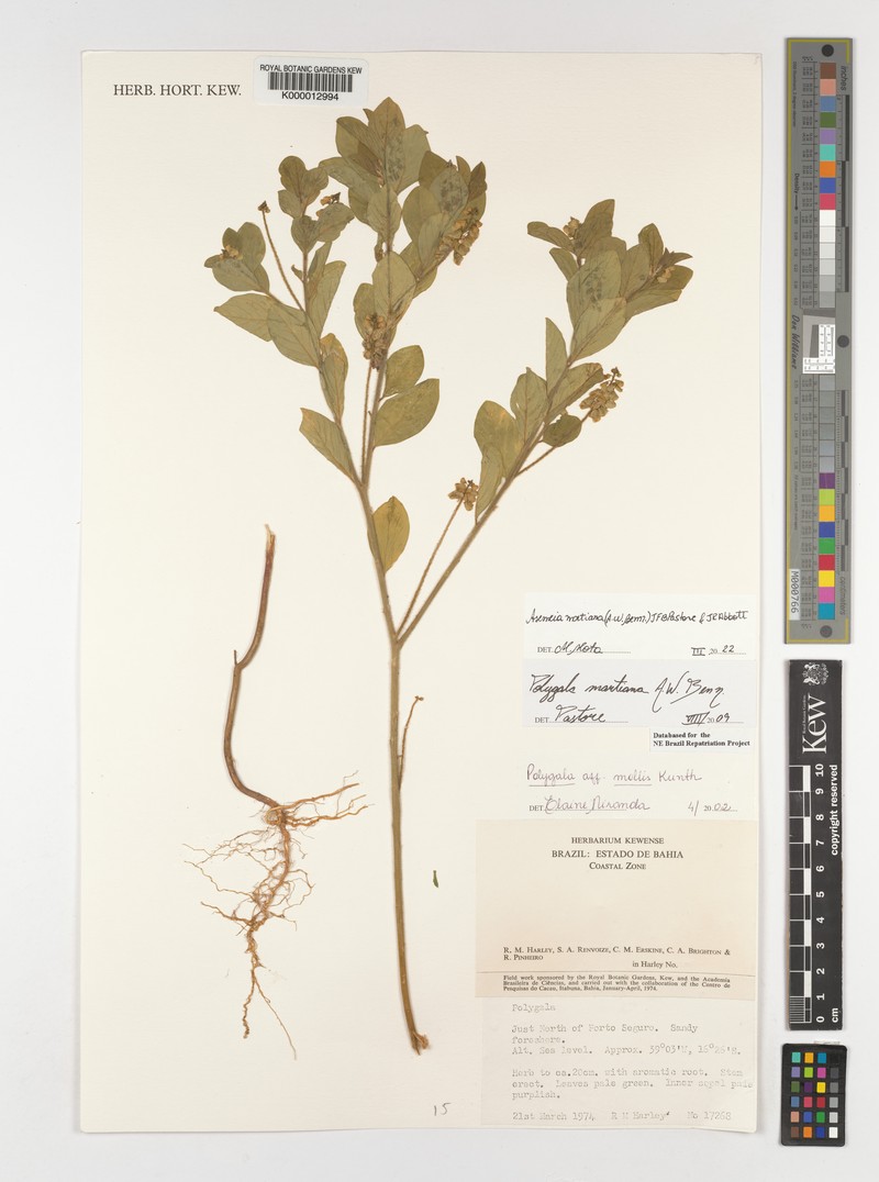 Asemeia mollis photo 4