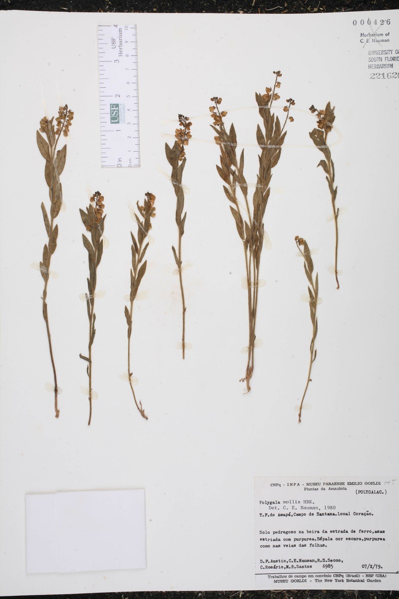 Asemeia mollis