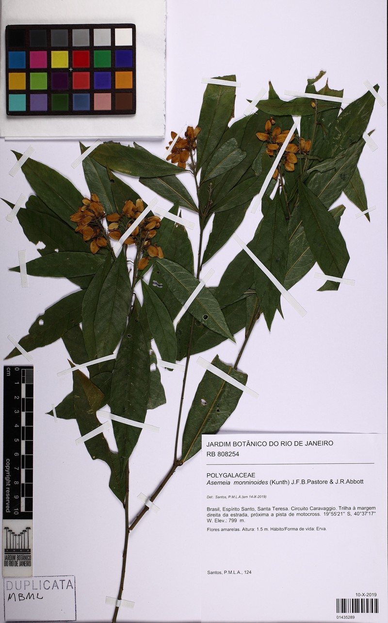 Asemeia monninoides photo 2