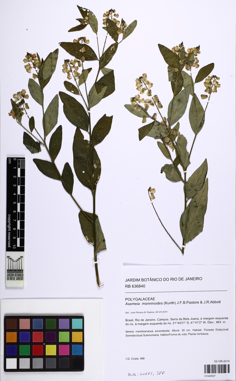 Asemeia monninoides photo 3