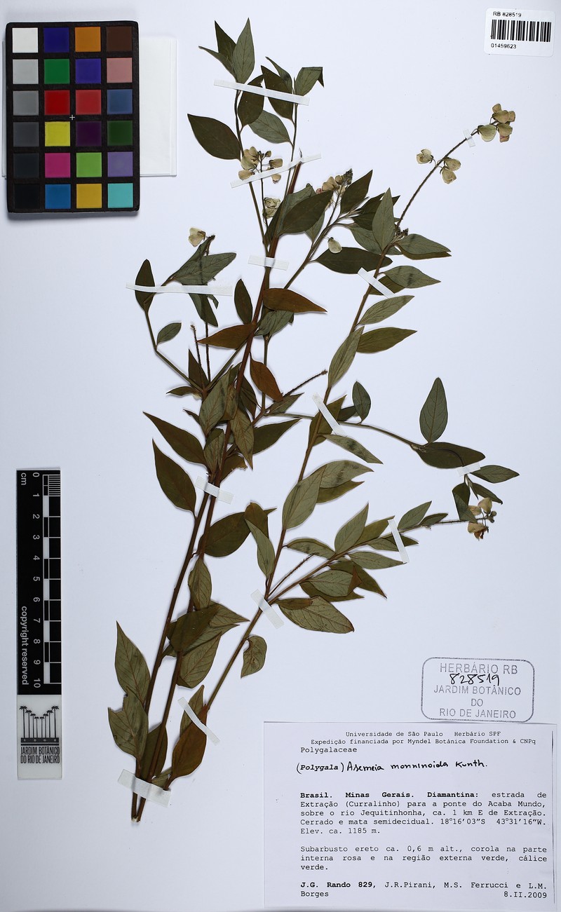 Asemeia monninoides photo 4
