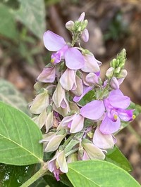 Asemeia monninoides