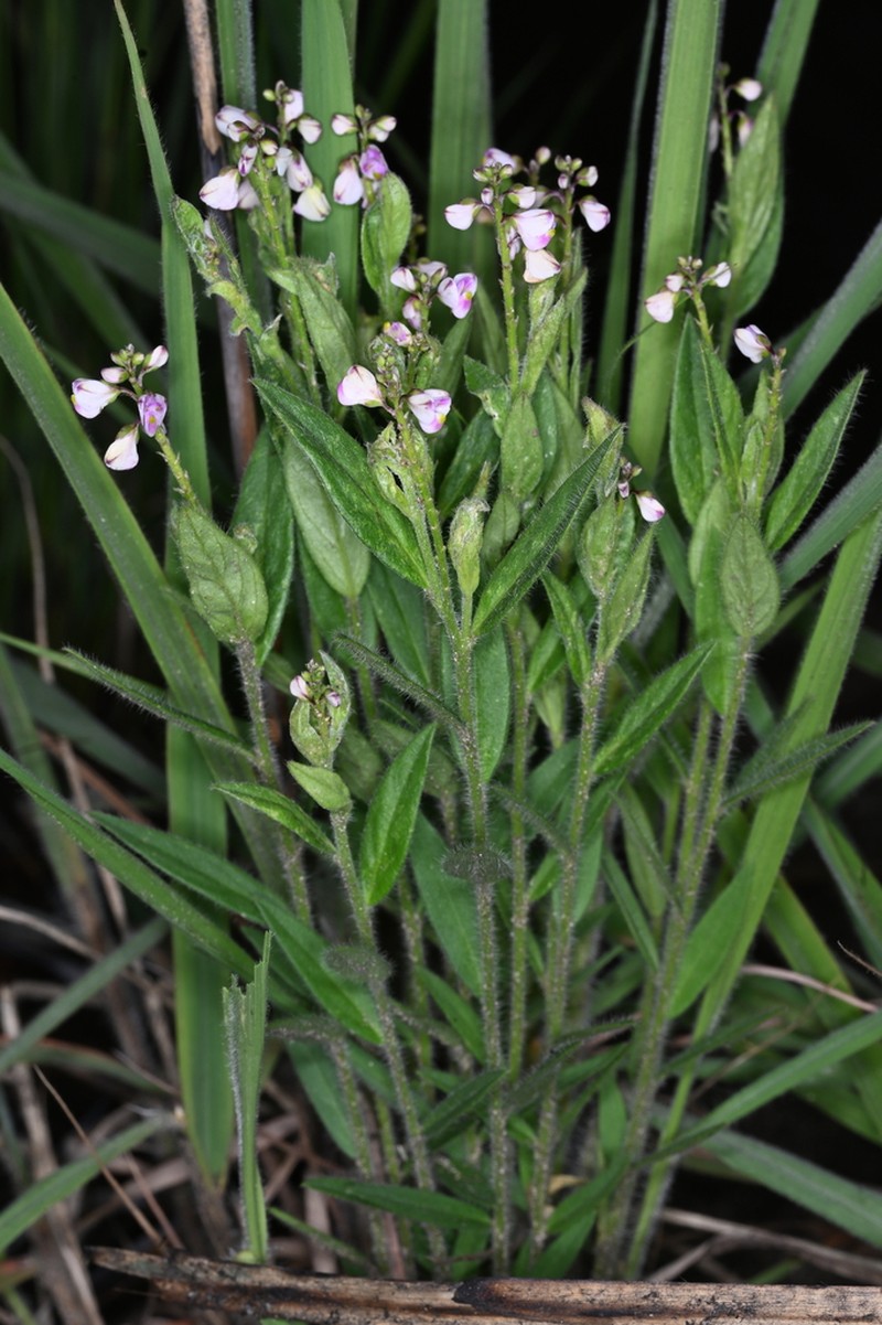Polygala monticola