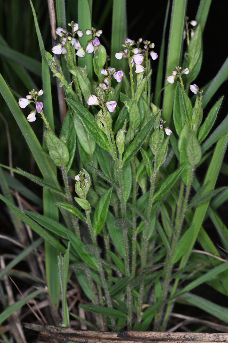 Polygala monticola photo 2