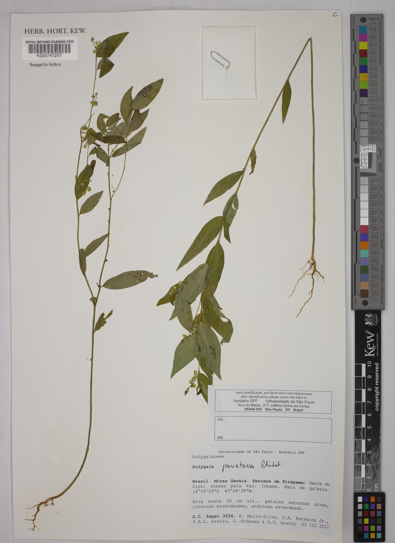 Asemeia parietaria photo 2