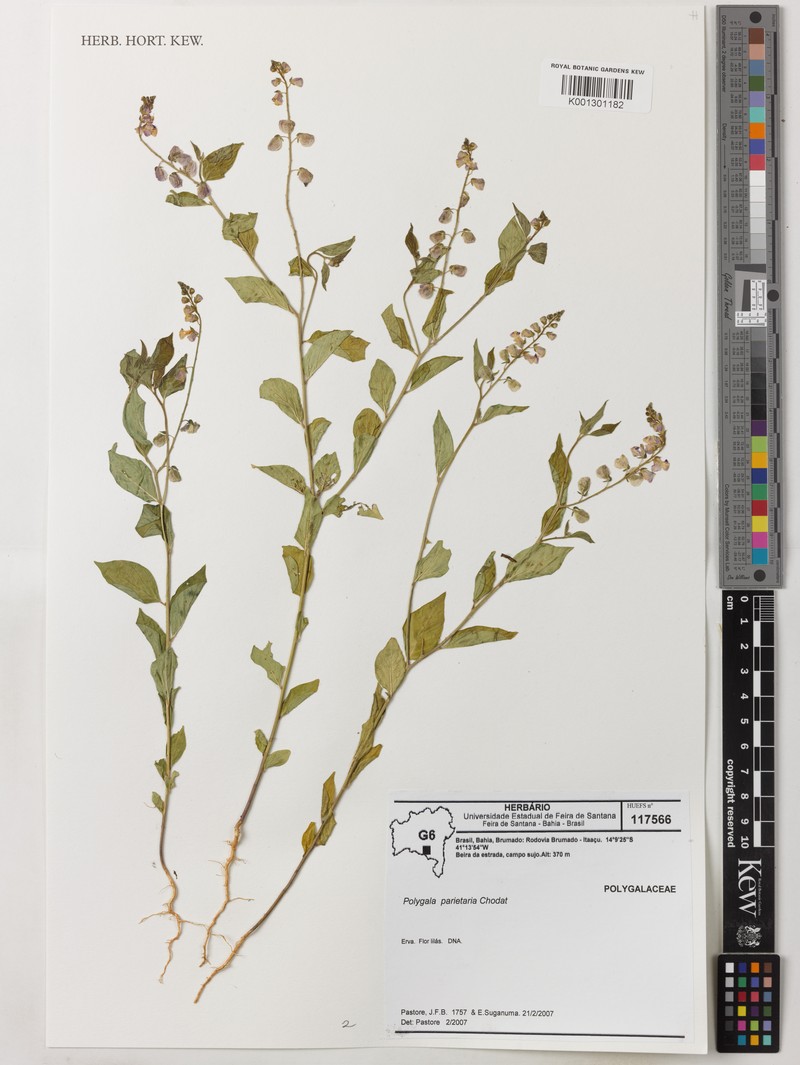 Asemeia parietaria photo 3