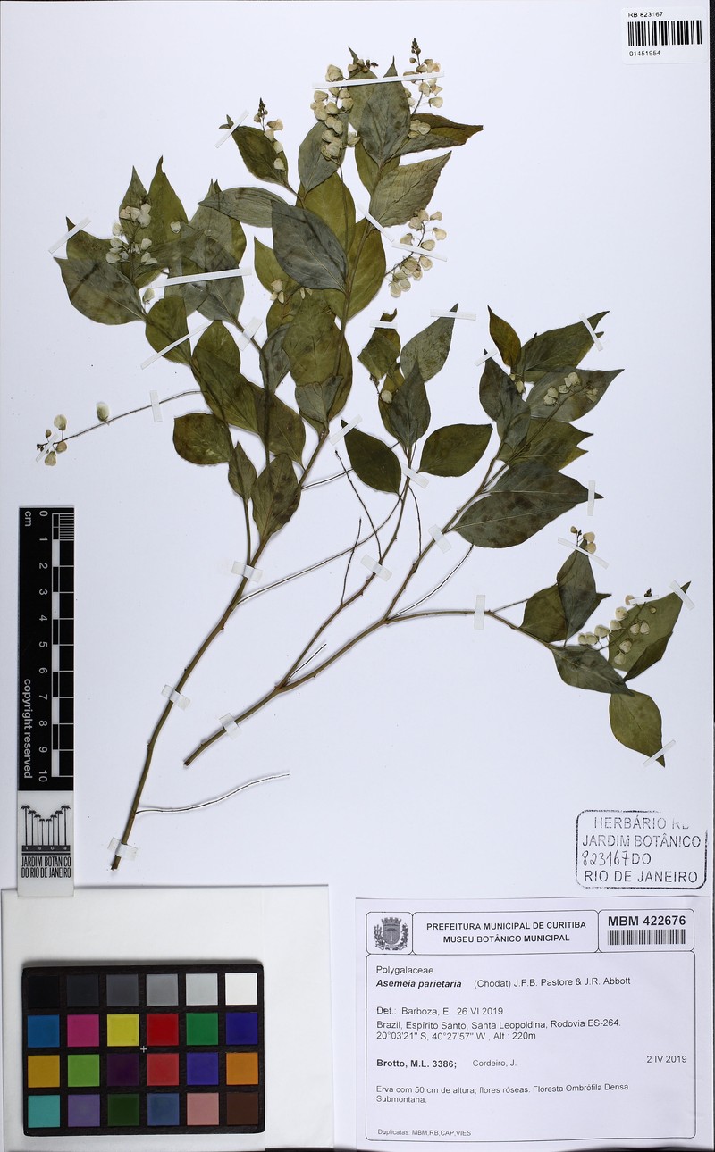 Asemeia parietaria