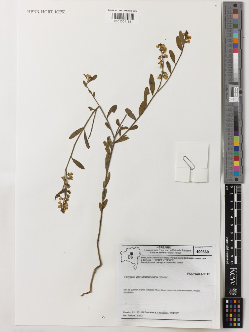 Asemeia pseudohebeclada photo 2