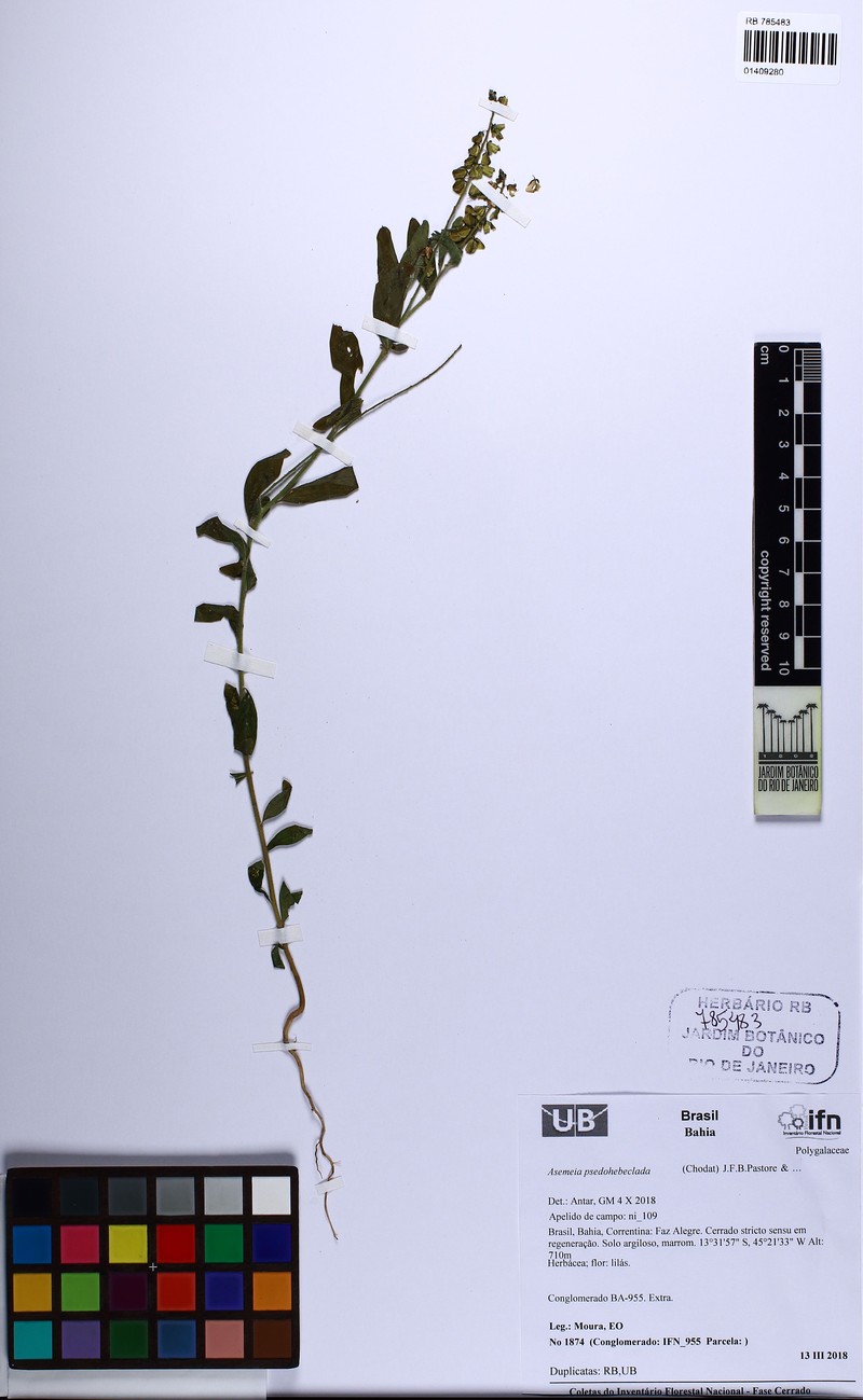 Asemeia pseudohebeclada