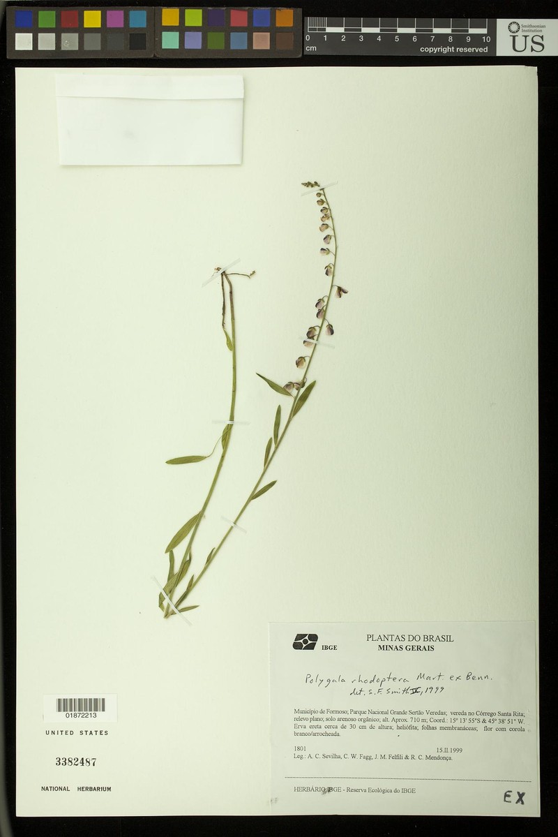 Asemeia rhodoptera
