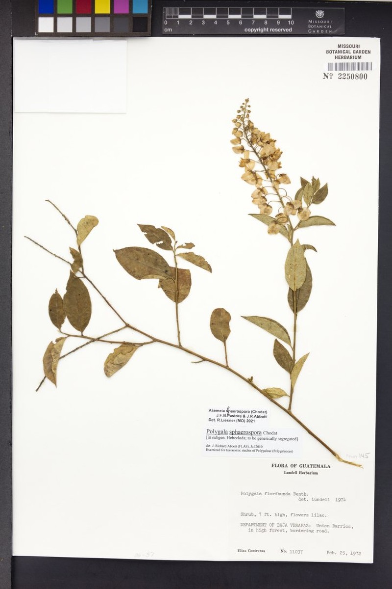 Asemeia sphaerospora photo 3