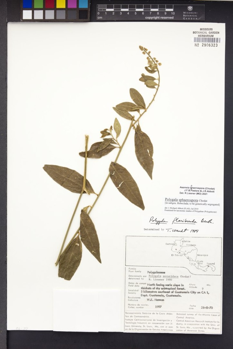 Asemeia sphaerospora photo 4