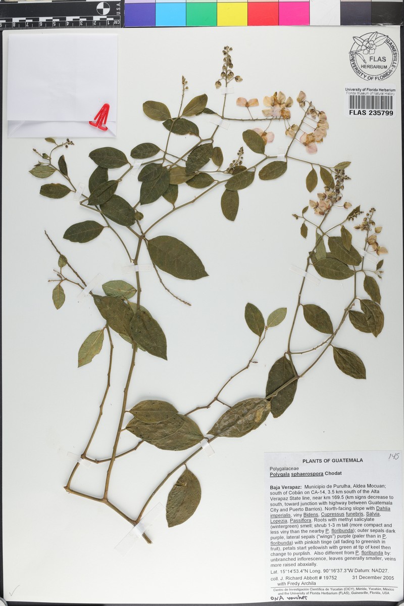 Asemeia sphaerospora