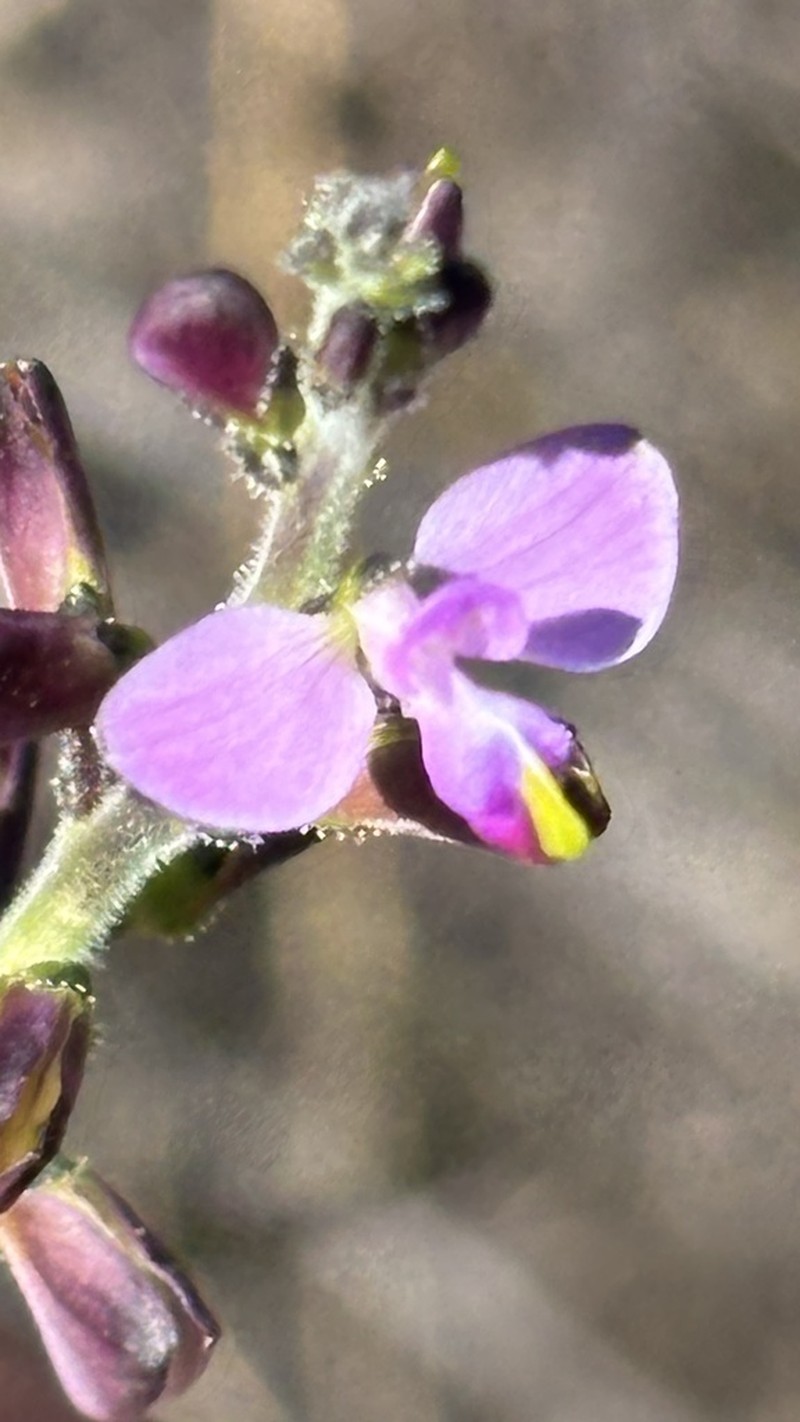 Asemeia subaphylla