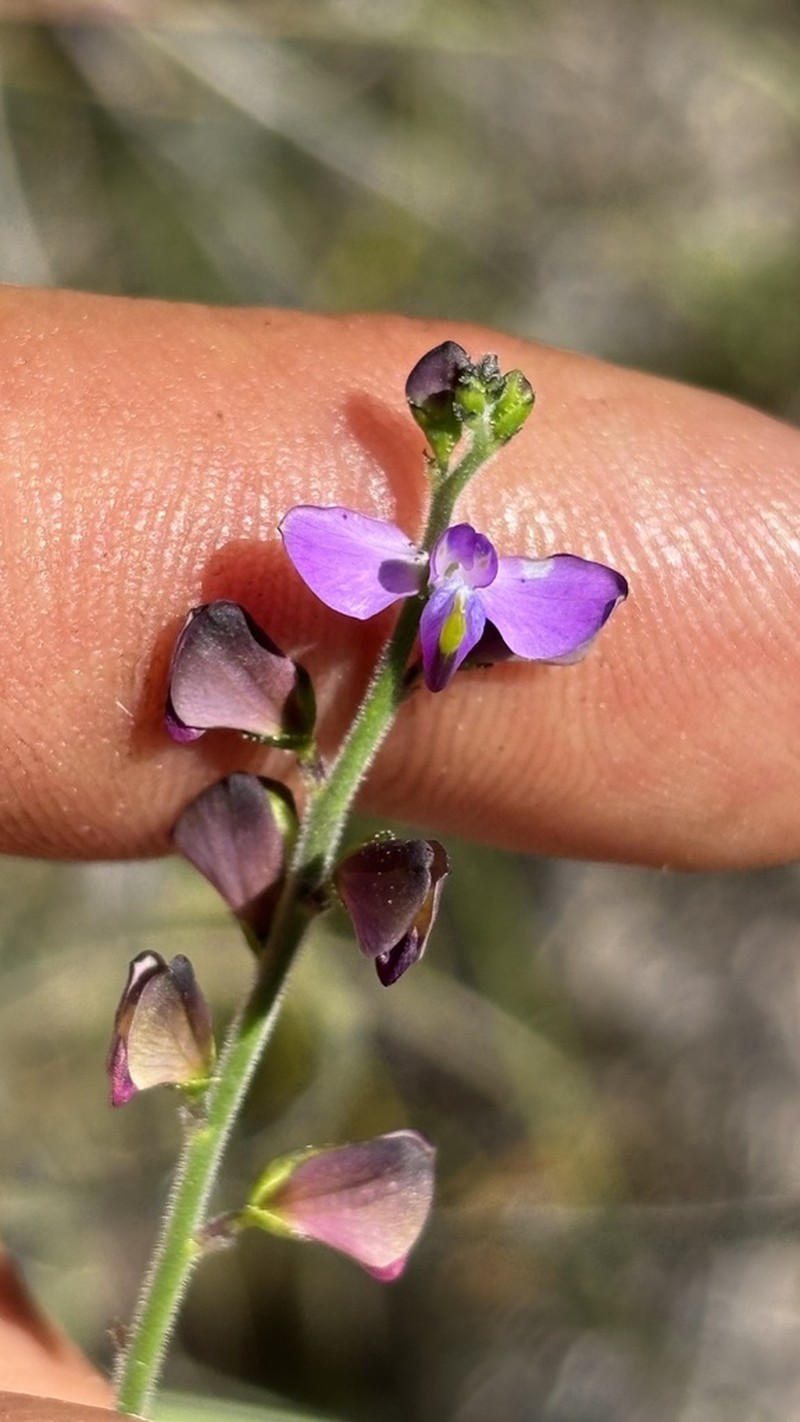 Asemeia subaphylla photo 2
