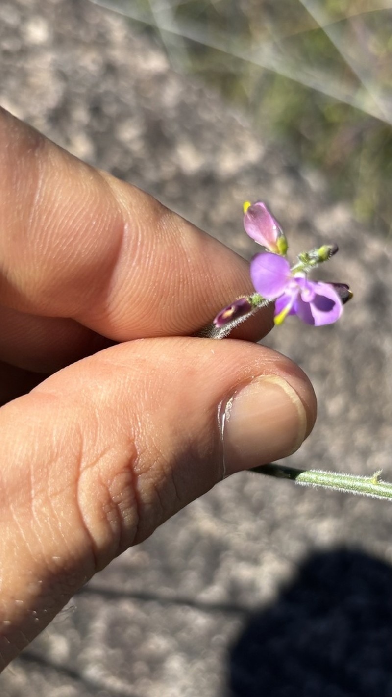 Asemeia subaphylla photo 4