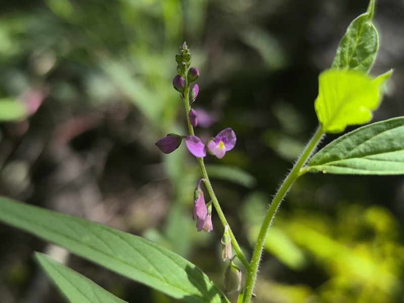 Violet Milkwort