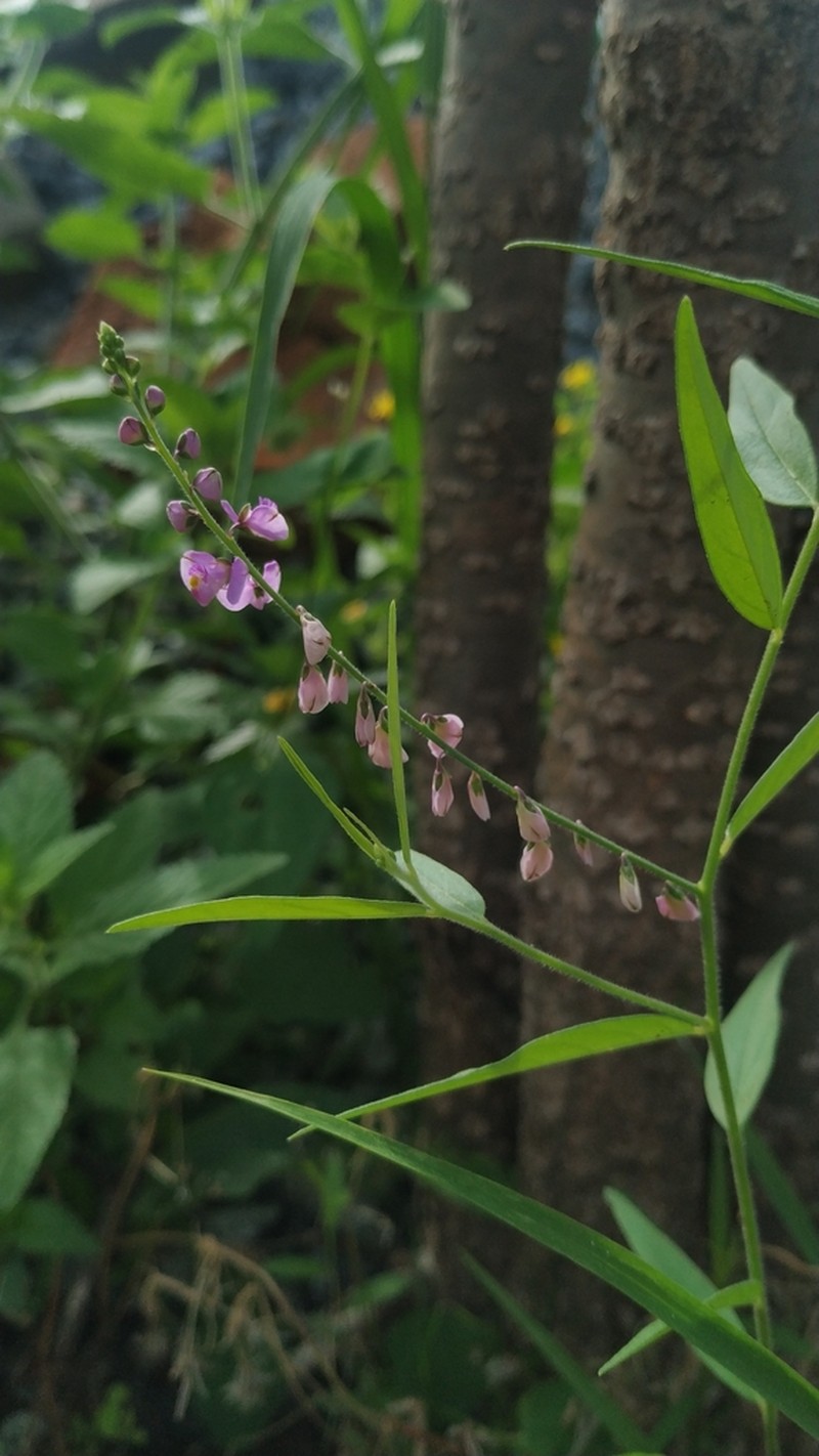 Violet Milkwort photo 2