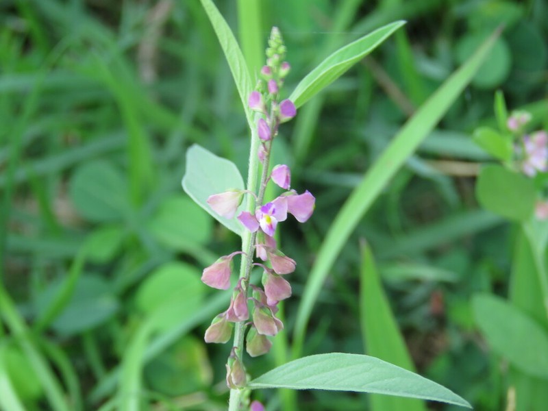 Violet Milkwort photo 3