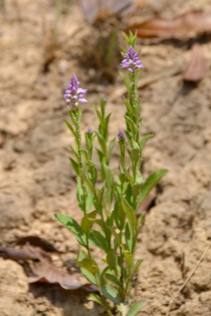 Violet Milkwort photo 4