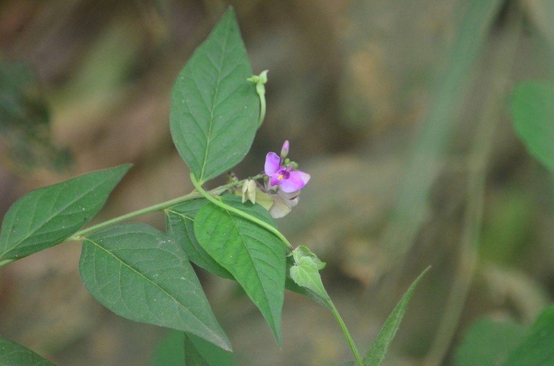 Violet Milkwort photo 5