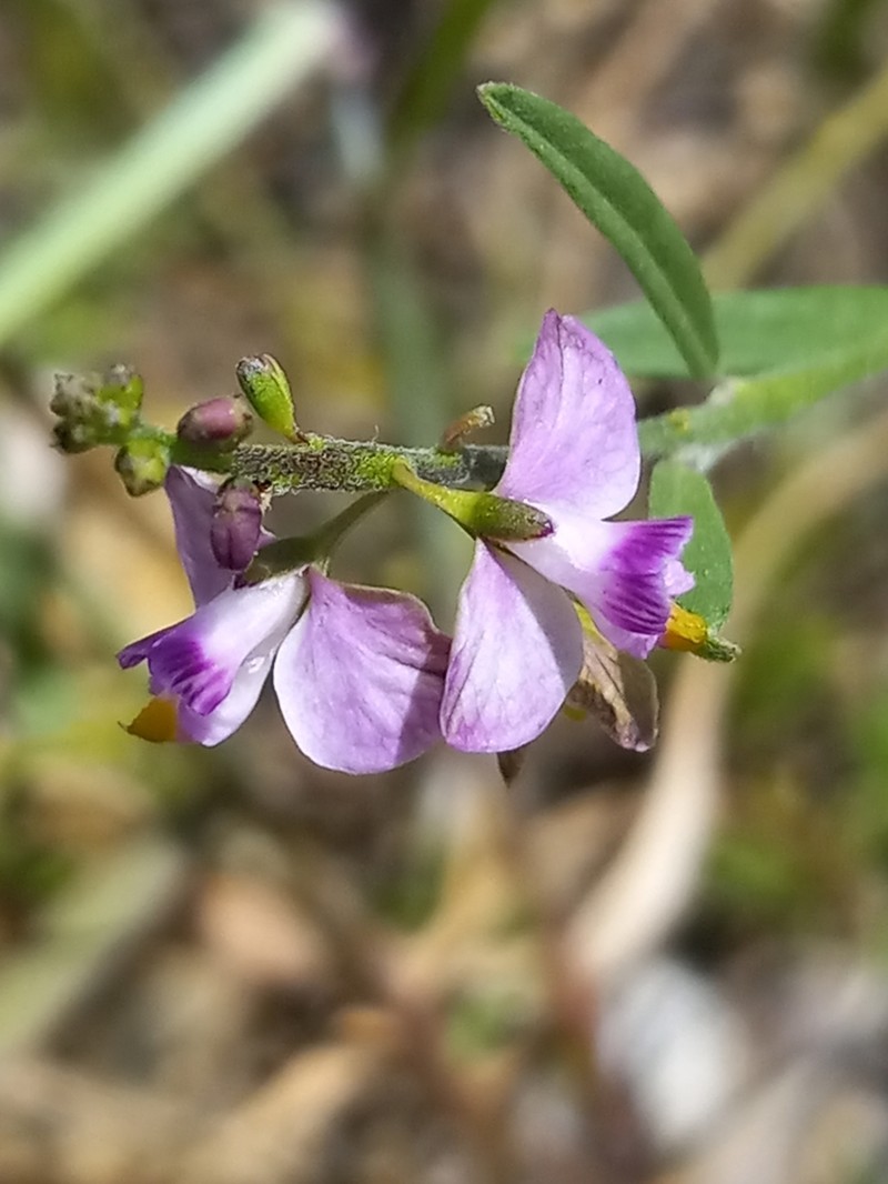 Violet Milkwort photo 6