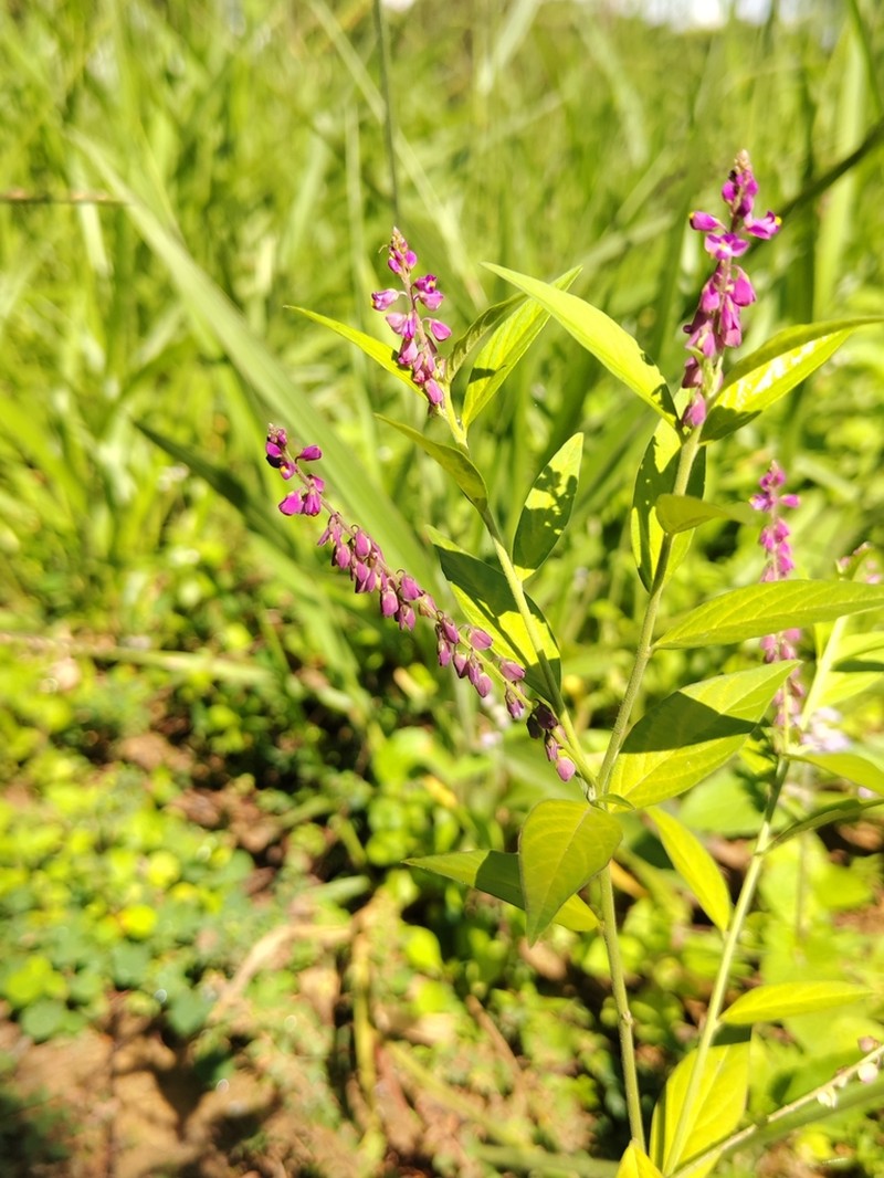 Violet Milkwort photo 7