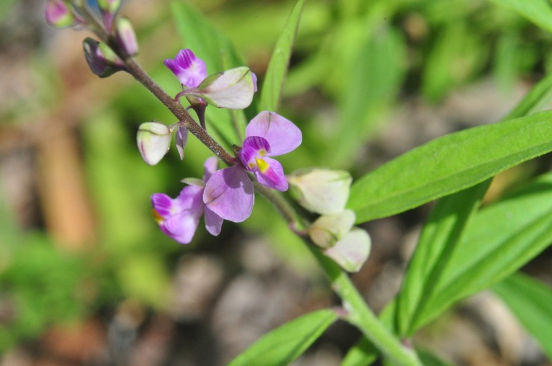 Violet Milkwort photo 8