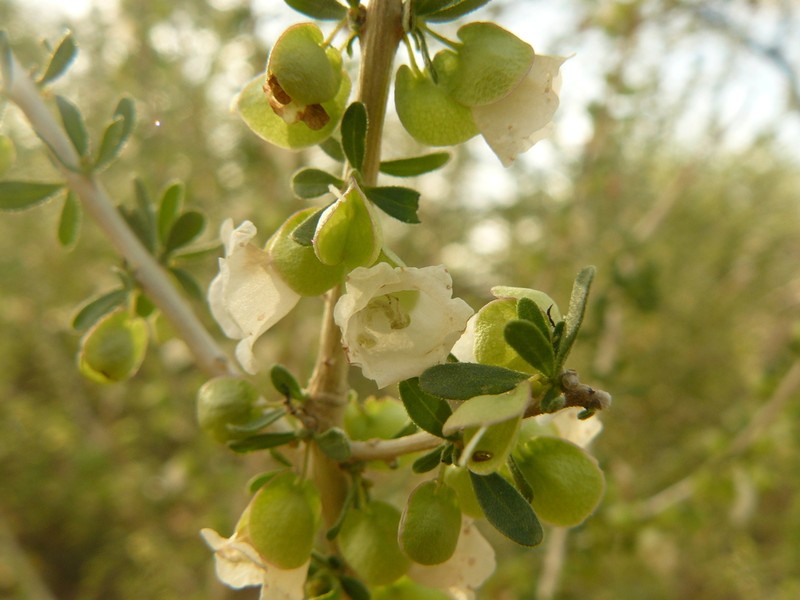 Asepalum eriantherum photo 4