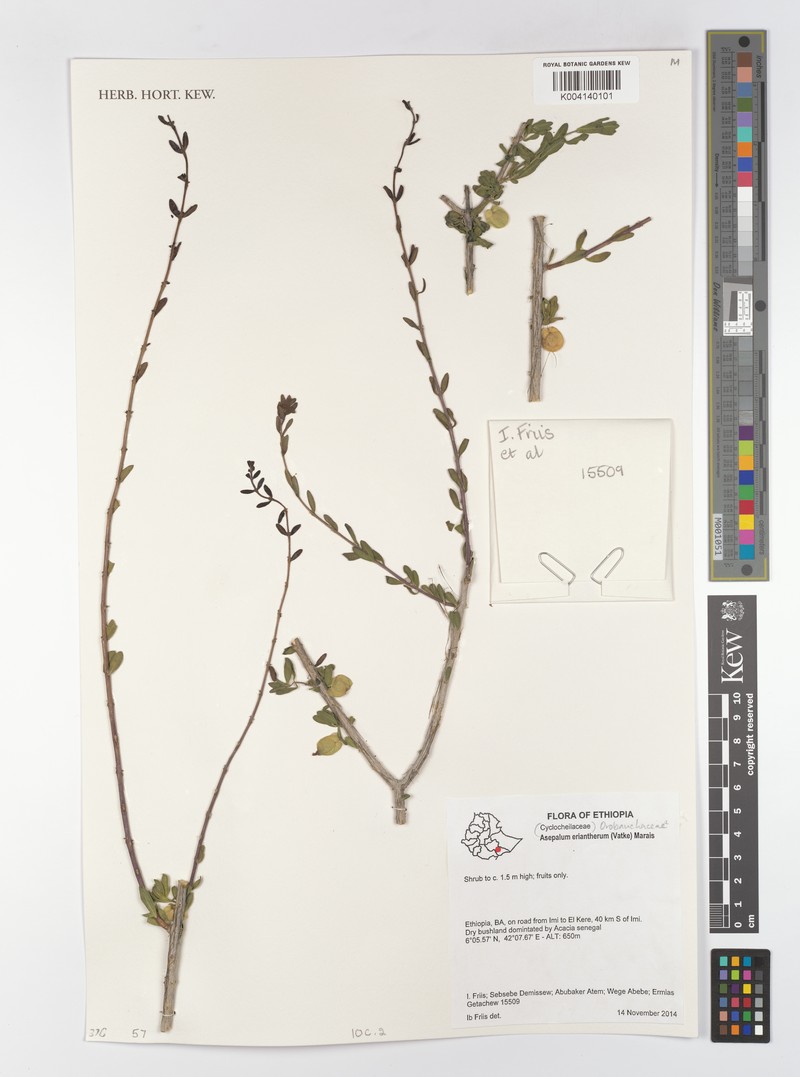 Asepalum eriantherum photo 6