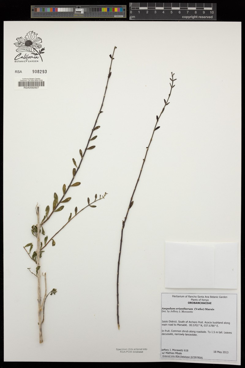 Asepalum eriantherum