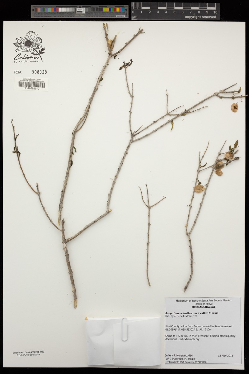 Asepalum eriantherum photo 2