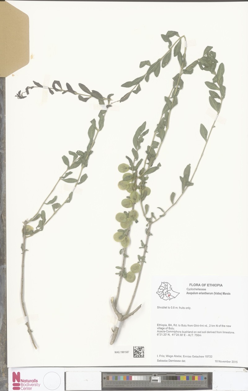 Asepalum eriantherum photo 3