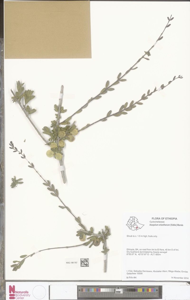 Asepalum eriantherum photo 4