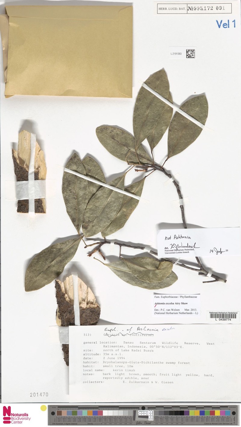 Ashtonia excelsa