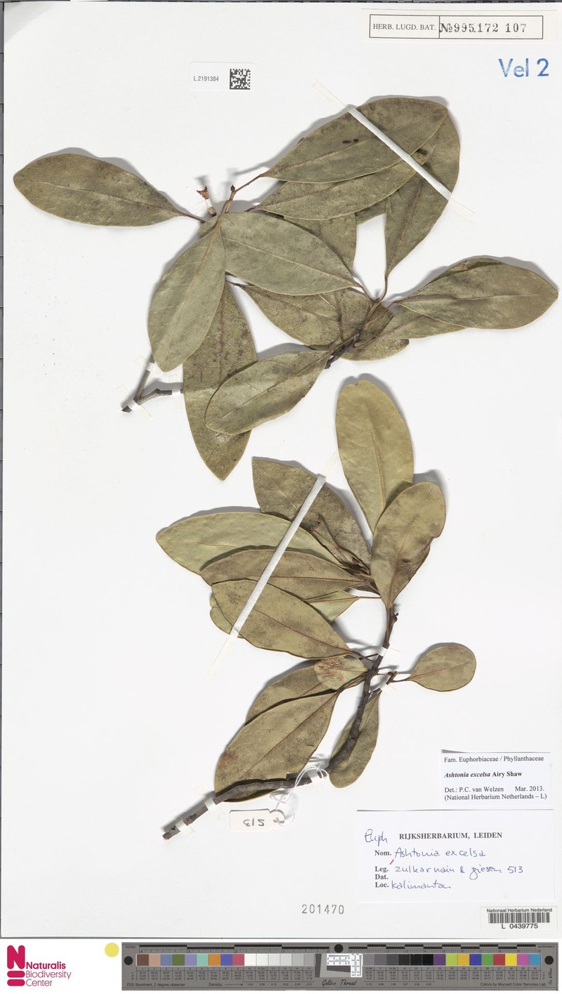 Ashtonia excelsa photo 2