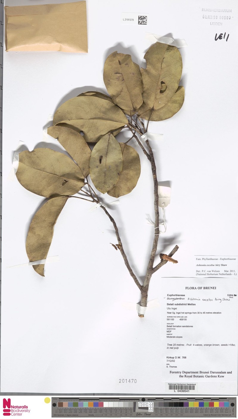 Ashtonia excelsa photo 3