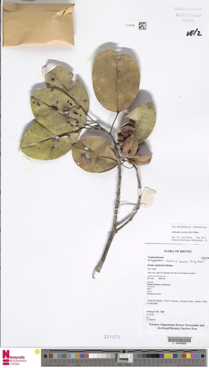 Ashtonia excelsa photo 4
