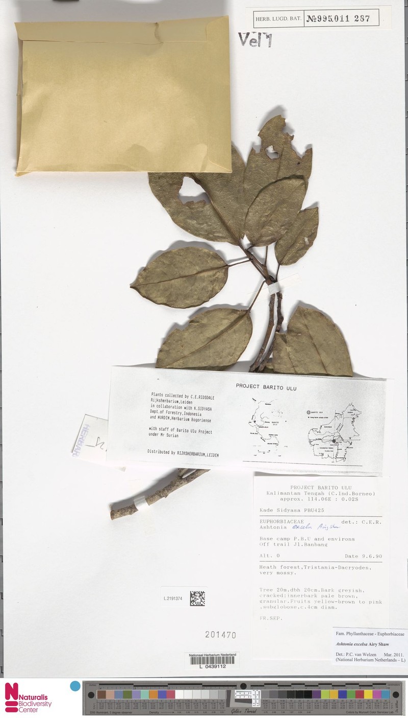 Ashtonia excelsa photo 5