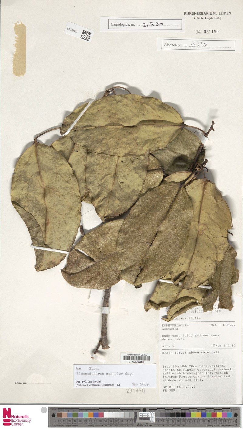 Ashtonia excelsa photo 6