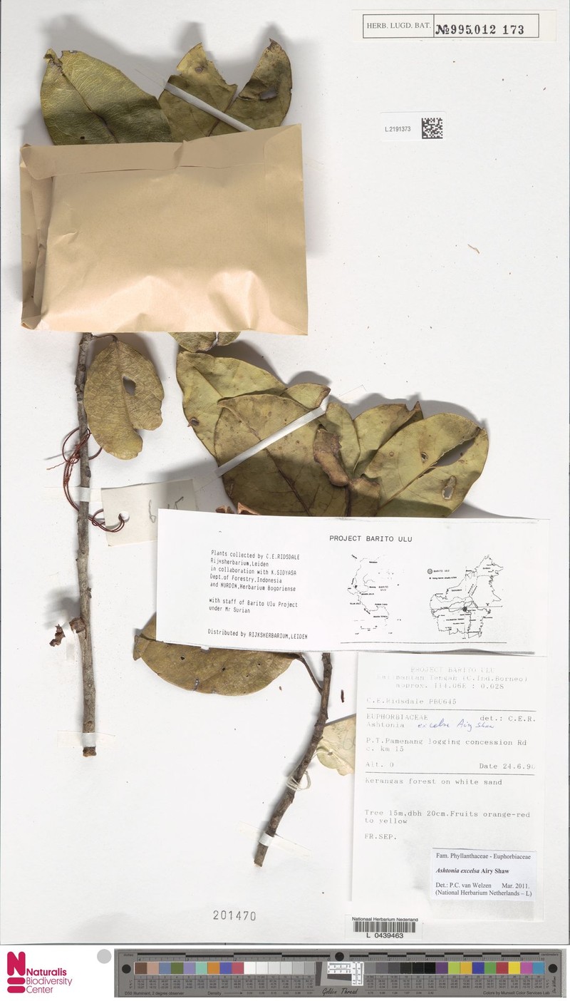 Ashtonia excelsa photo 7