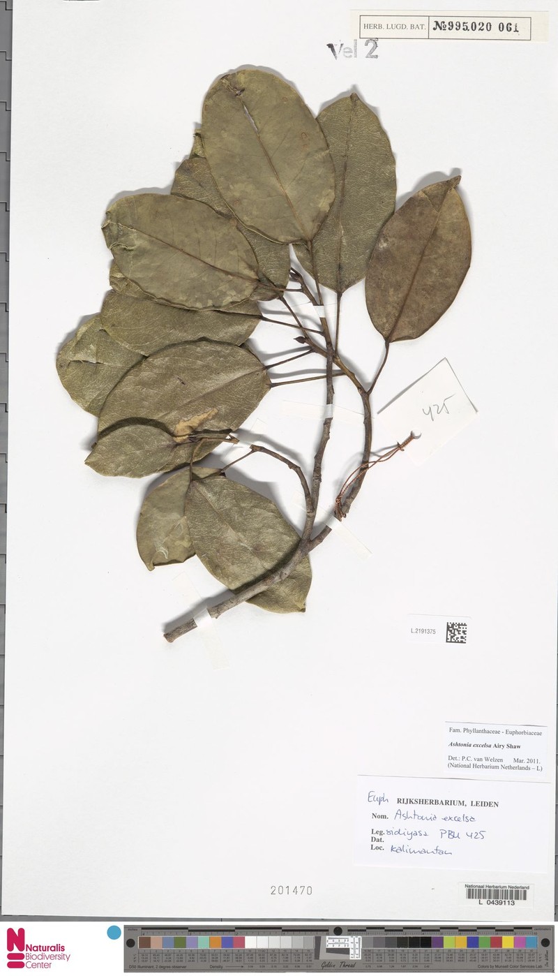 Ashtonia excelsa photo 8