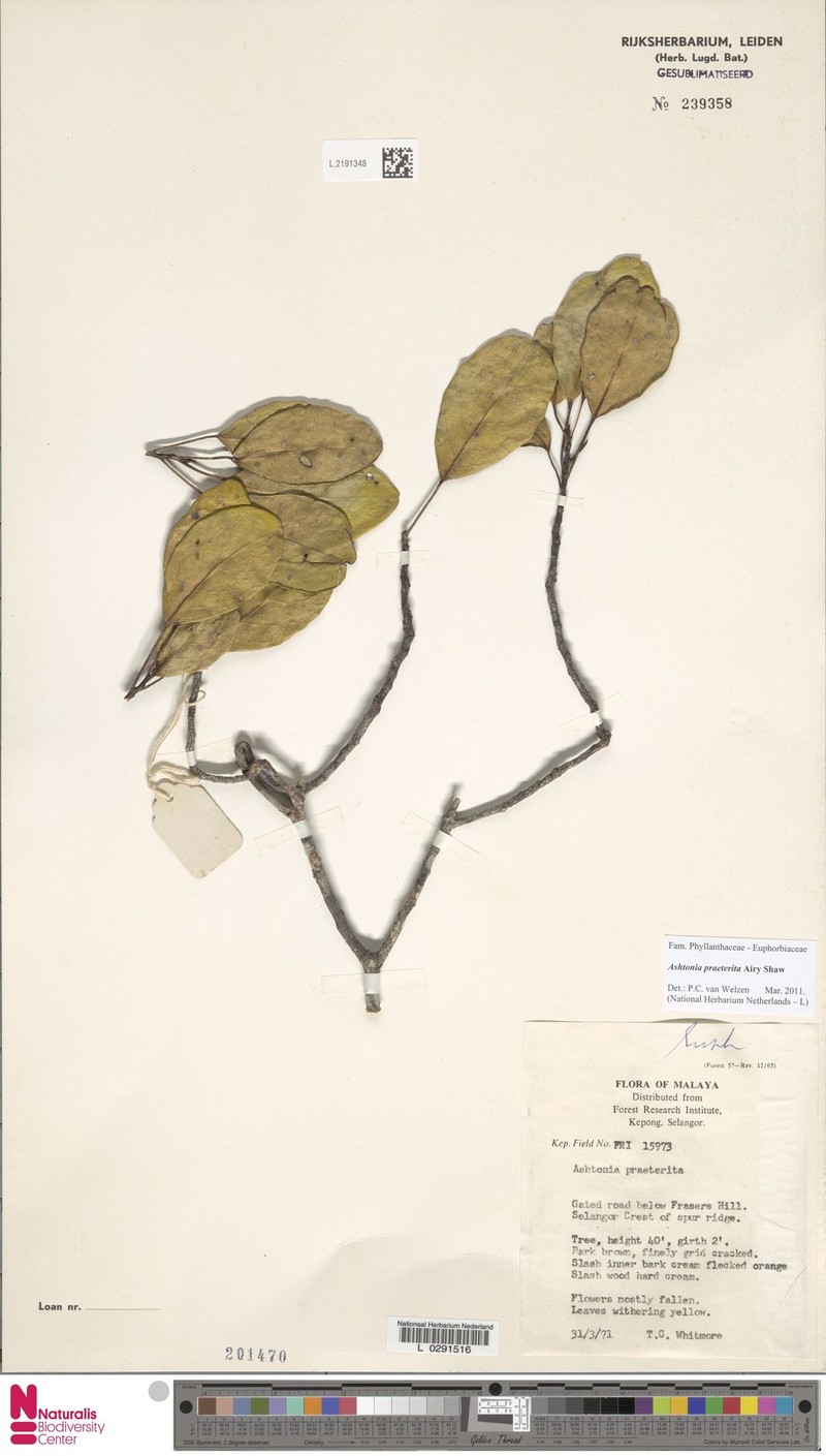 Ashtonia praeterita