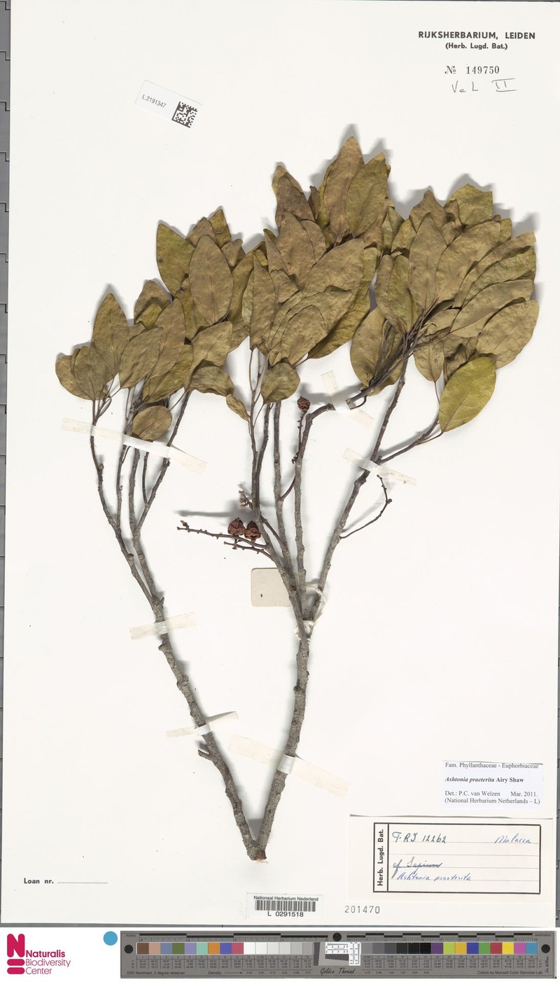 Ashtonia praeterita photo 6