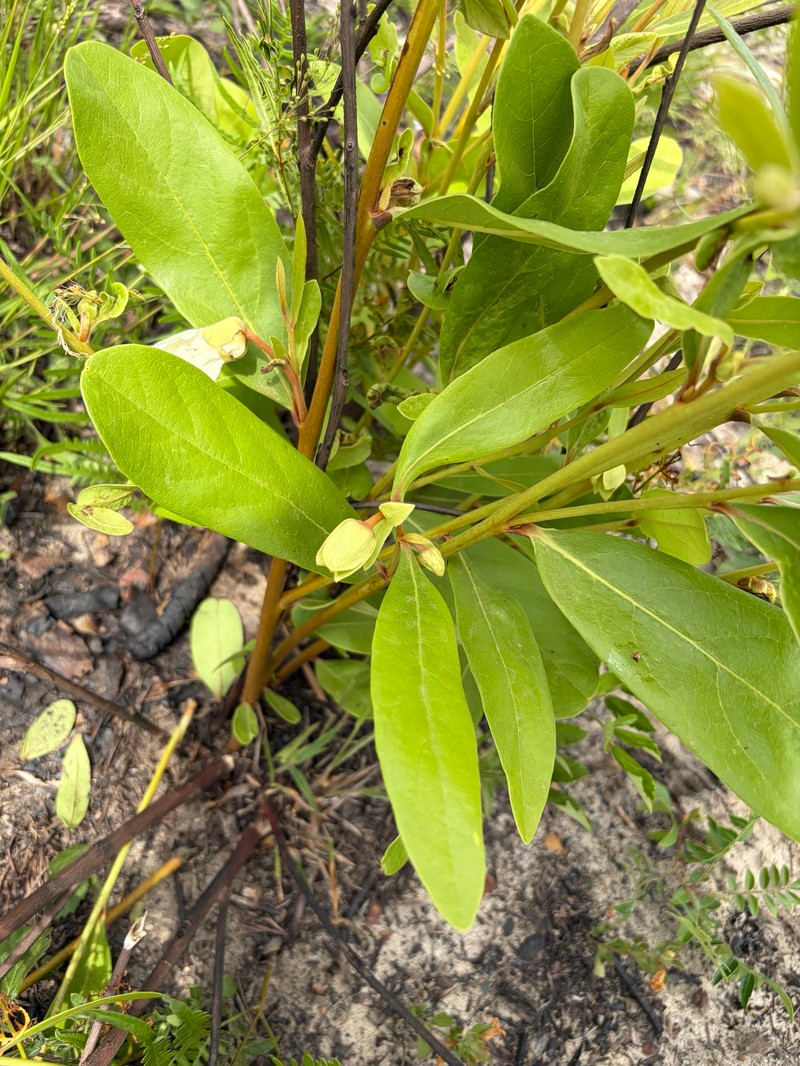 Pawpaw