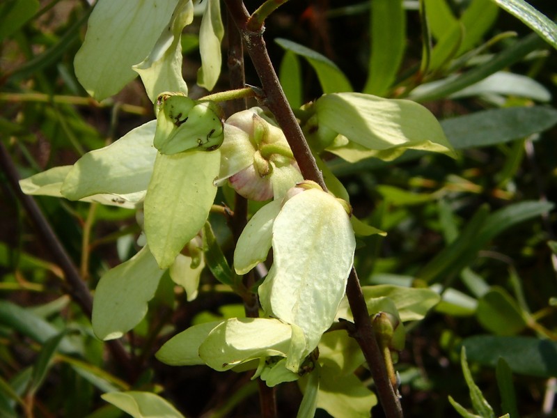 Pawpaw photo 2